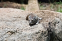 Rock Hyrax
